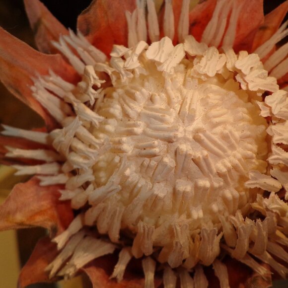 NWT Terra Cotta Faux Stemmed Flower 26" by David Christopher - Picture 4 of 7